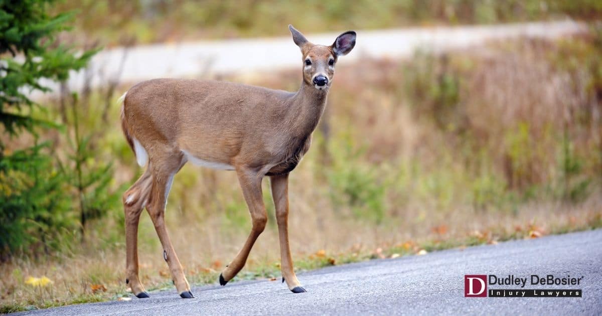 Can I Get Compensation If I Hit a Deer with My Car?